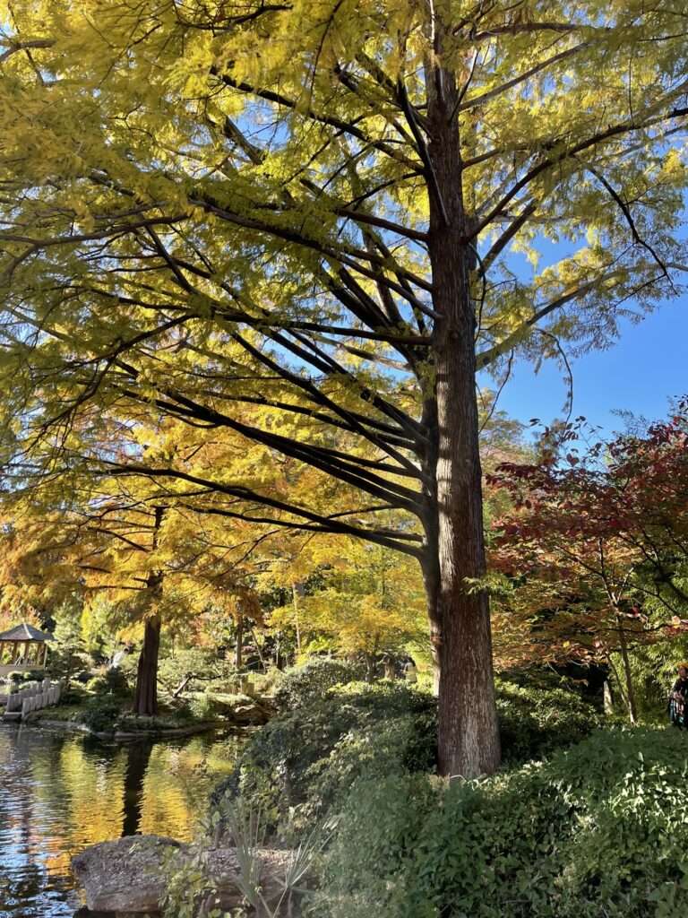 Tree Removal Services in Frisco