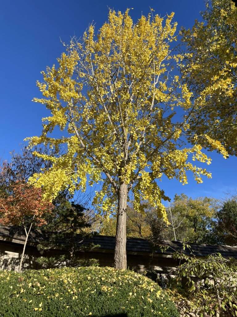 Tree Removal Services in Richardson