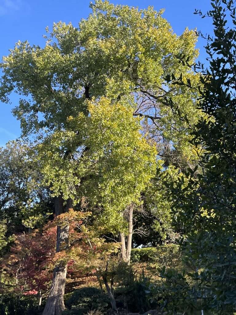 Tree Removal Services in Addison