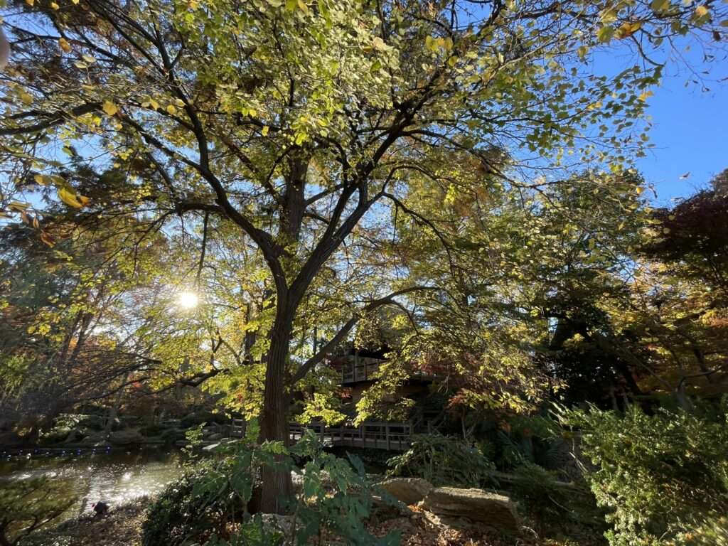 Tree Removal Services in Addison