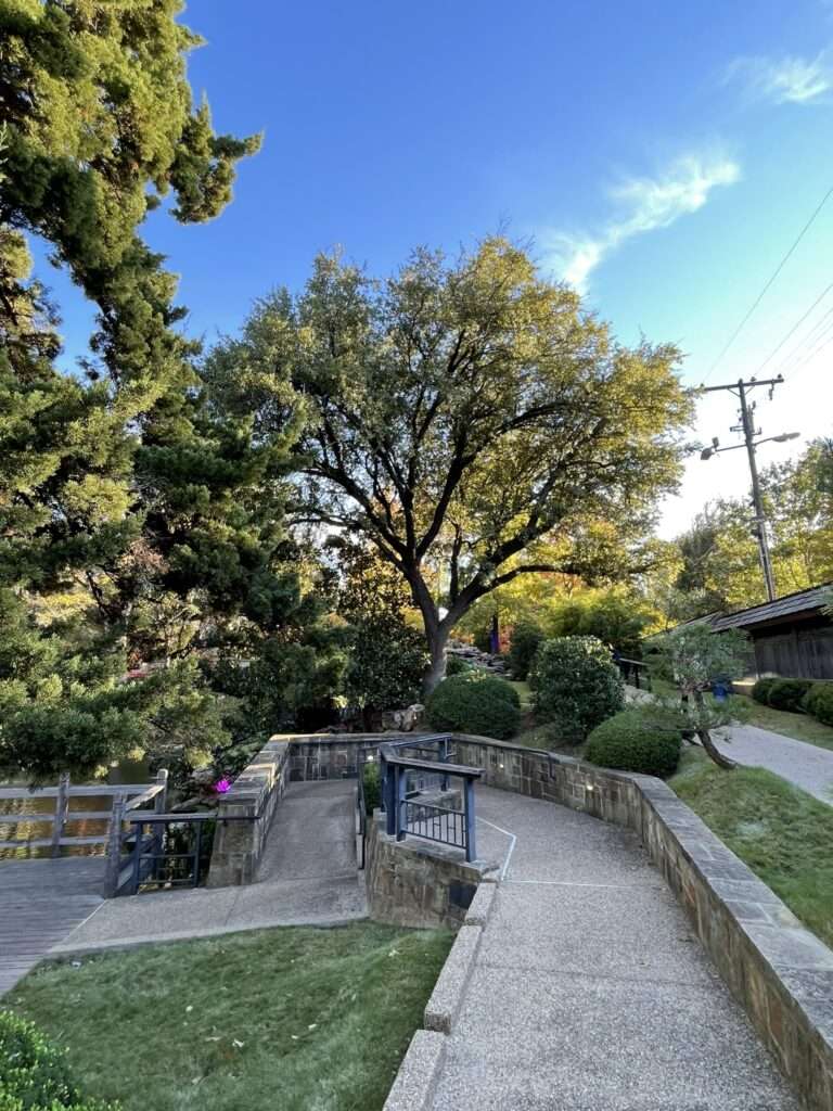 Tree Removal Services in Addison