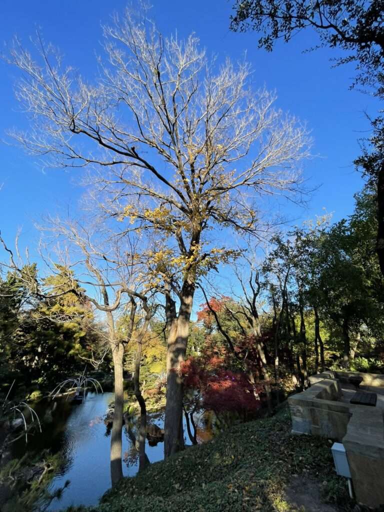 Tree Removal Services in Addison