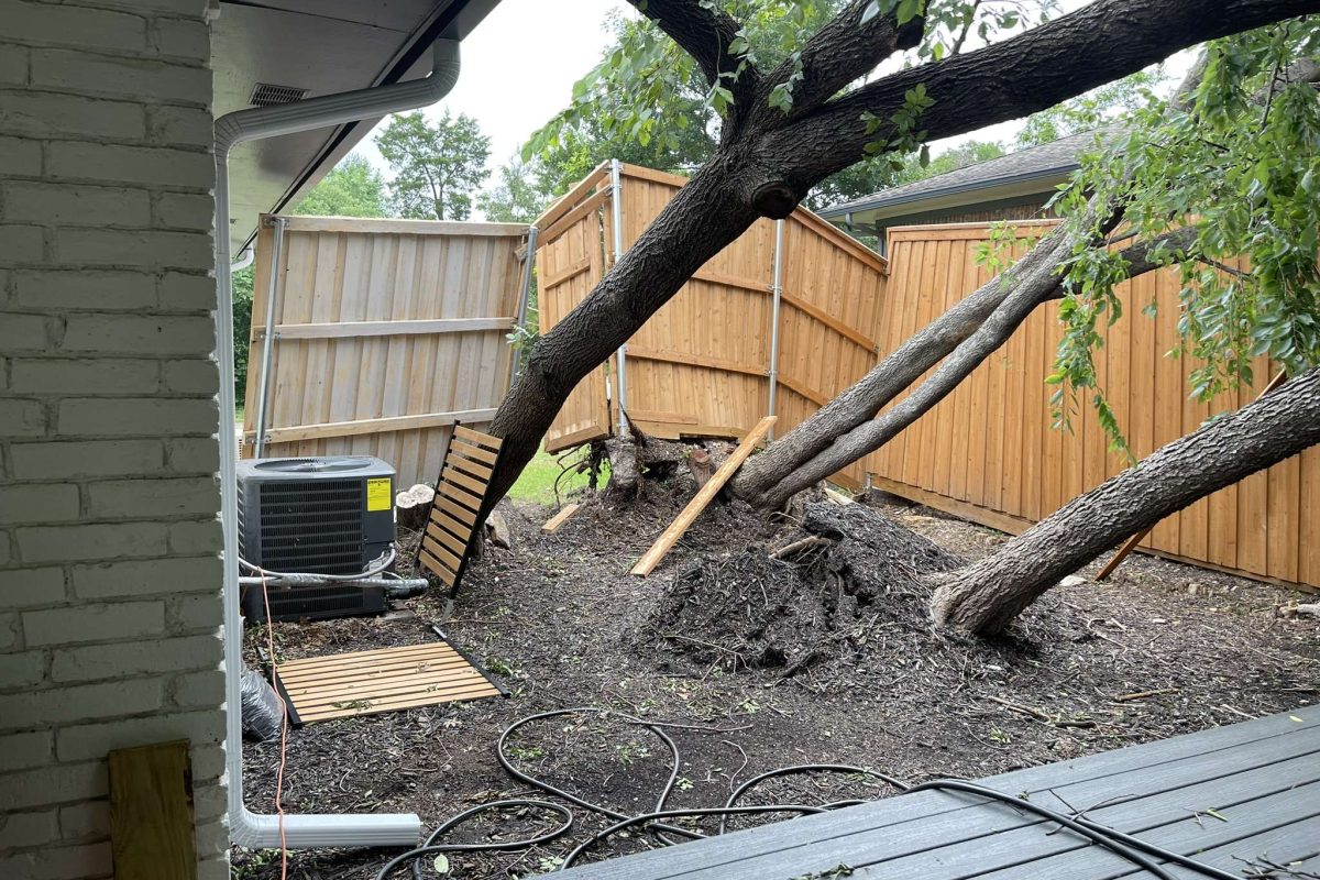 Tree Removal Services in Lewisville