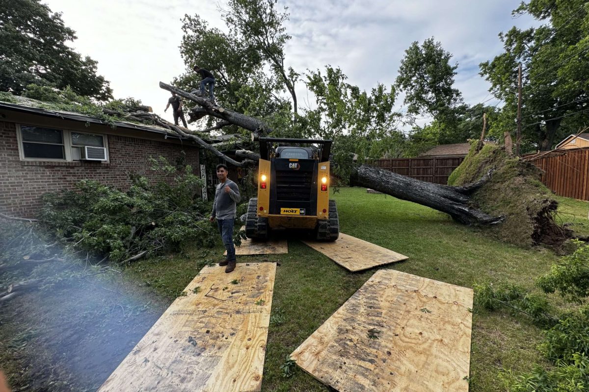 Tree Removal Services in Frisco