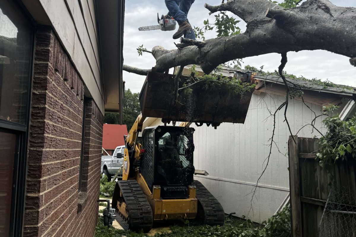 Tree Removal Services in Frisco